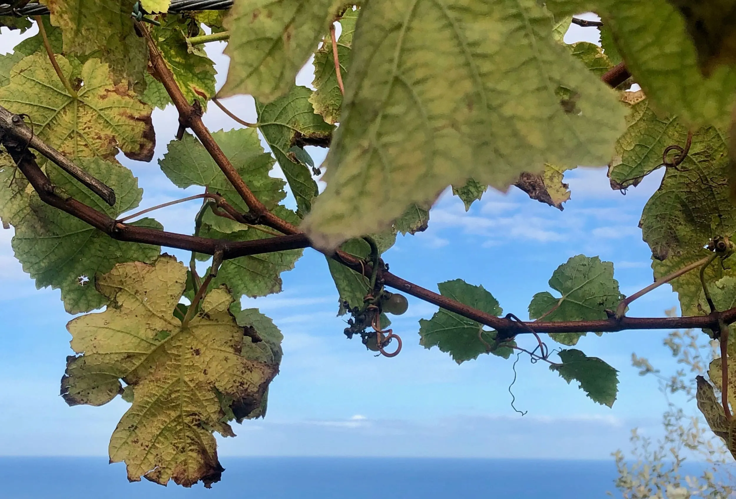 Ramas de uvas de txakoli enmarcando el paisaje