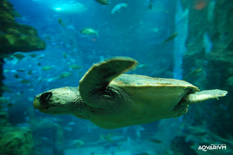 AQUARIUM DONOSTIA-SAN SEBASTIÁN