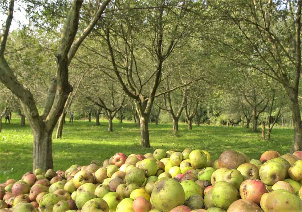 ALTZUETA SAGARDOTEGIA