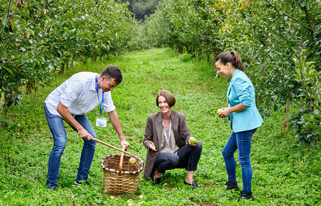 Recogiendo manzanas para hacer sidra